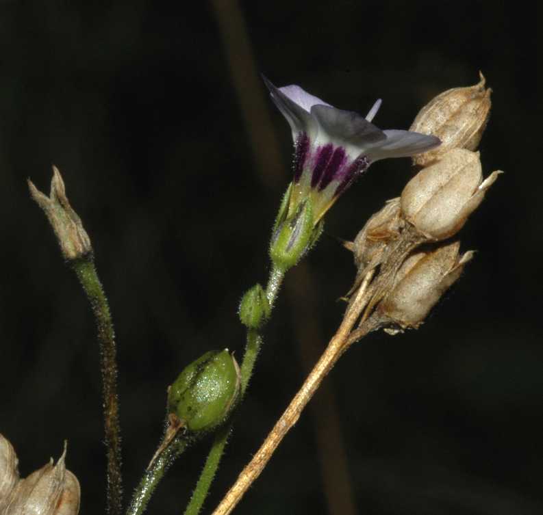 Polemoniaceae Gilia tricolor