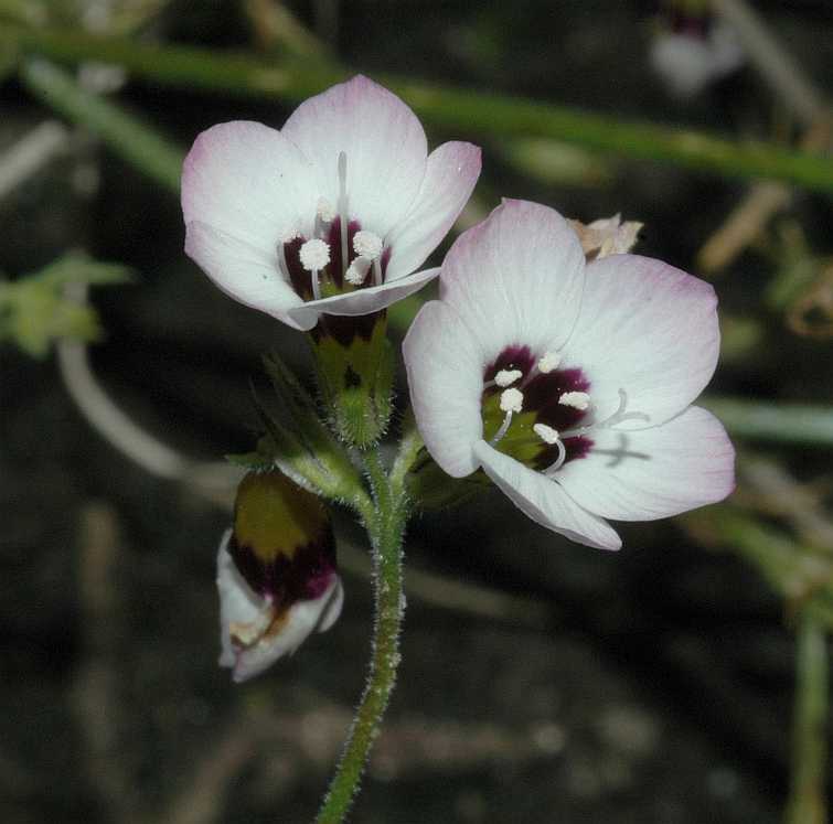 Polemoniaceae Gilia tricolor