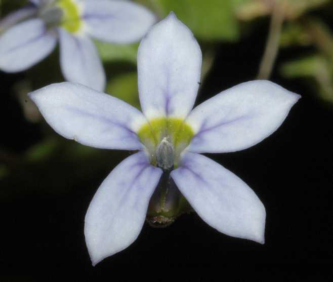 Caryophyllaceae Isotoma fluviatilis