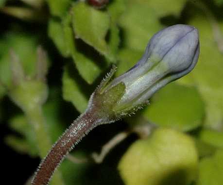 Caryophyllaceae Isotoma fluviatilis