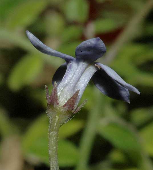 Caryophyllaceae Isotoma fluviatilis