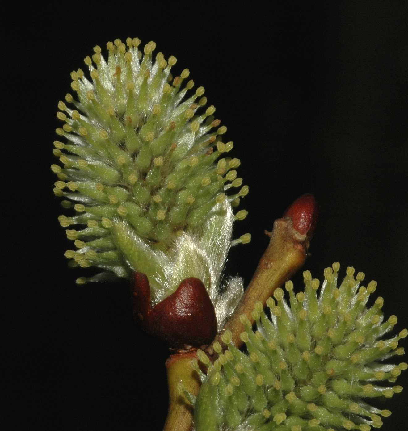 Salicaceae Salix capraea