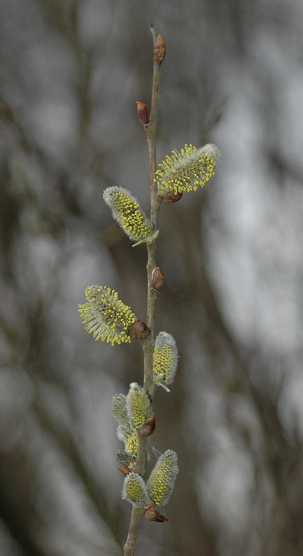 Salicaceae Salix capraea