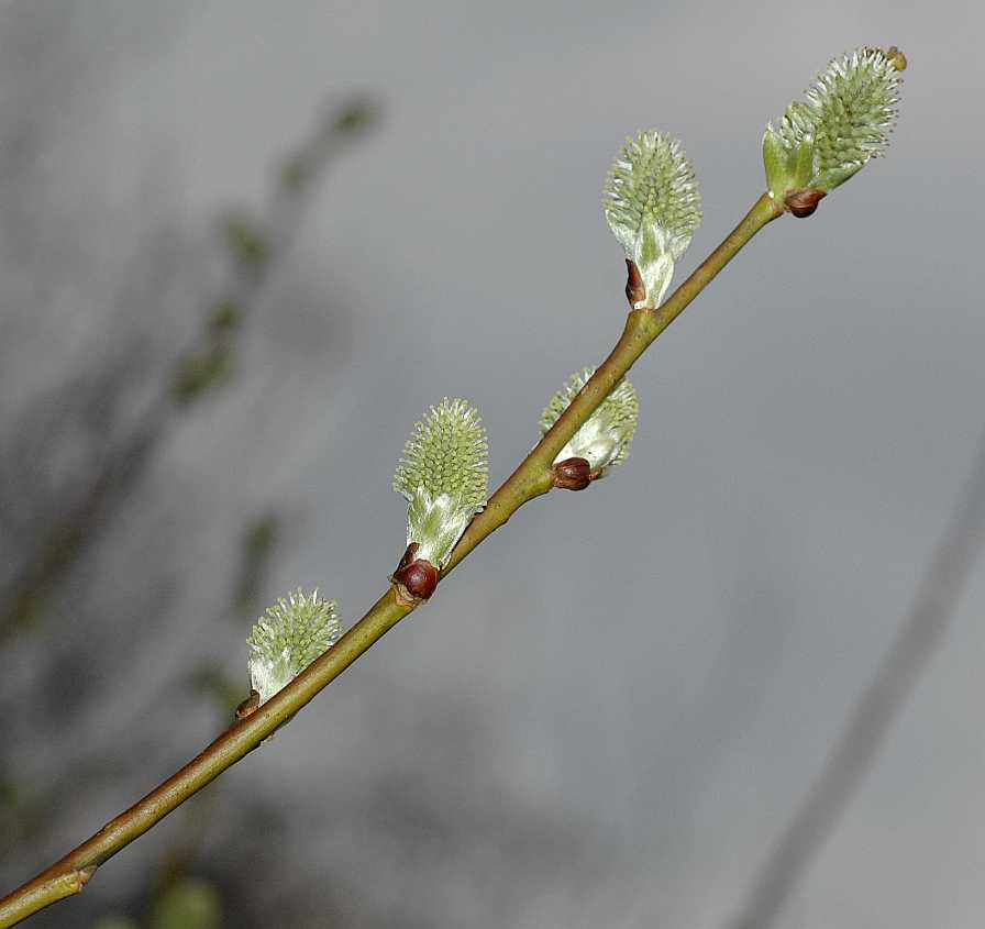 Salicaceae Salix capraea