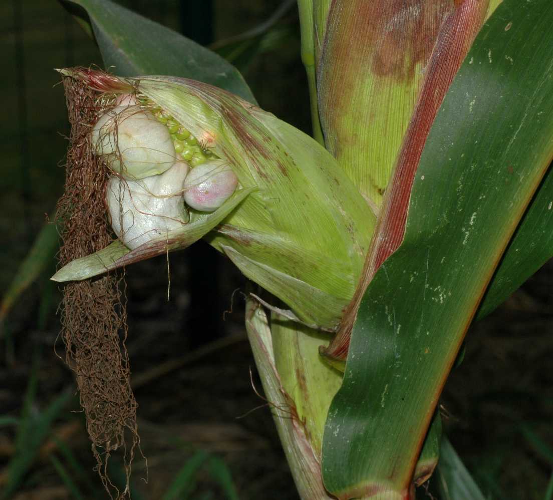 Poaceae Zea mays