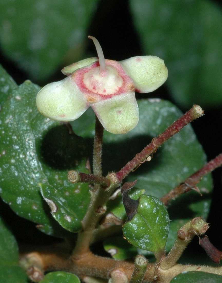 Myrtaceae Luma chequen