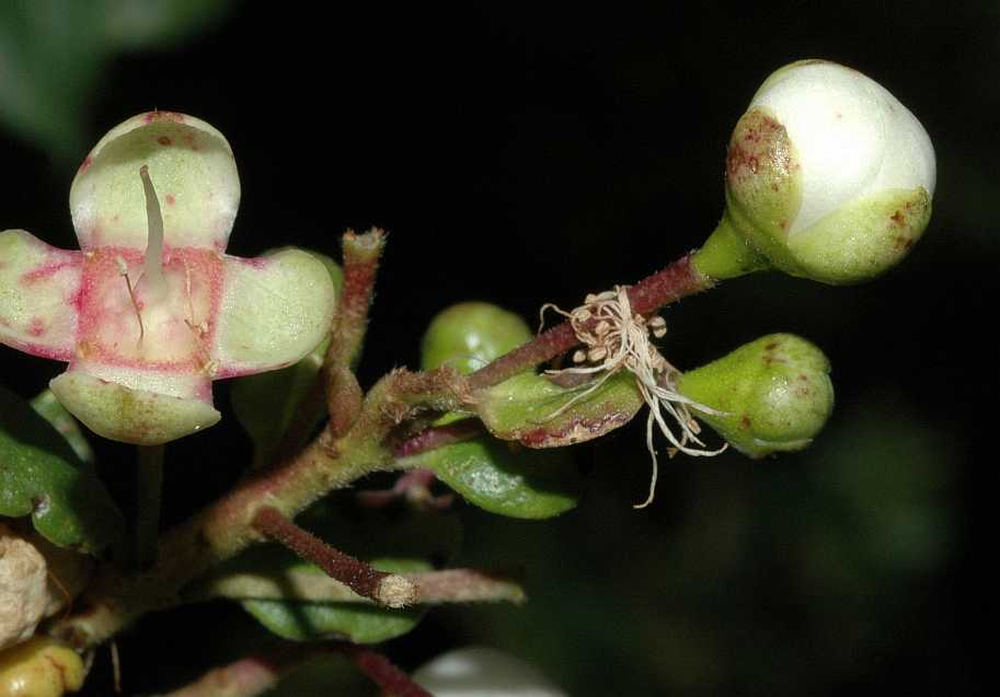 Myrtaceae Luma chequen