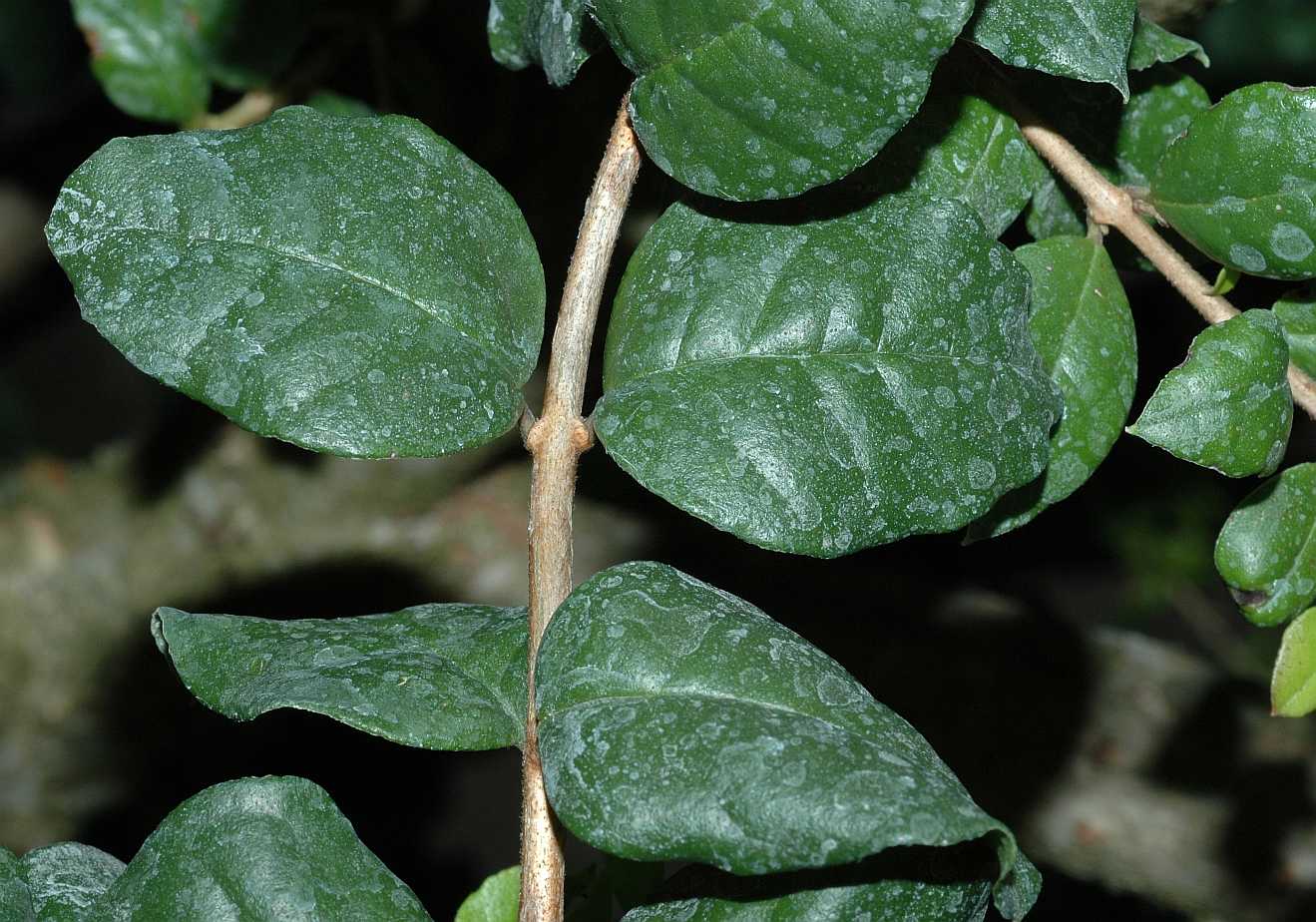 Myrtaceae Luma chequen