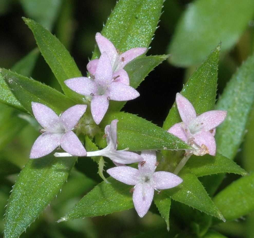 Rubiaceae Sherardia arvensis