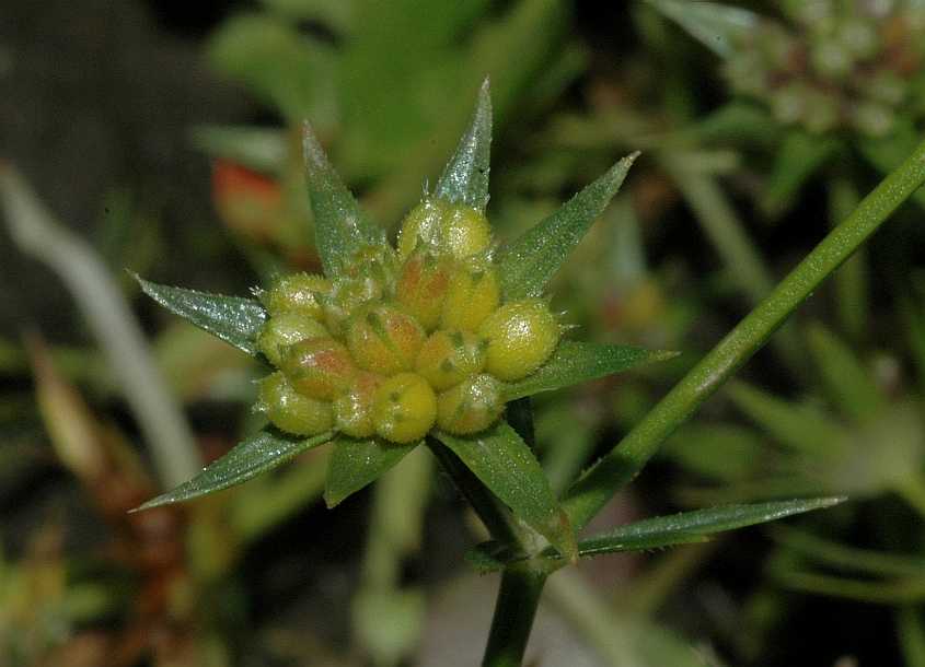 Rubiaceae Sherardia arvensis