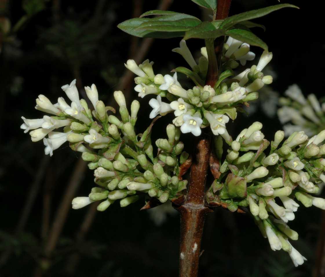 Oleaceae Syringa pinnatifolia