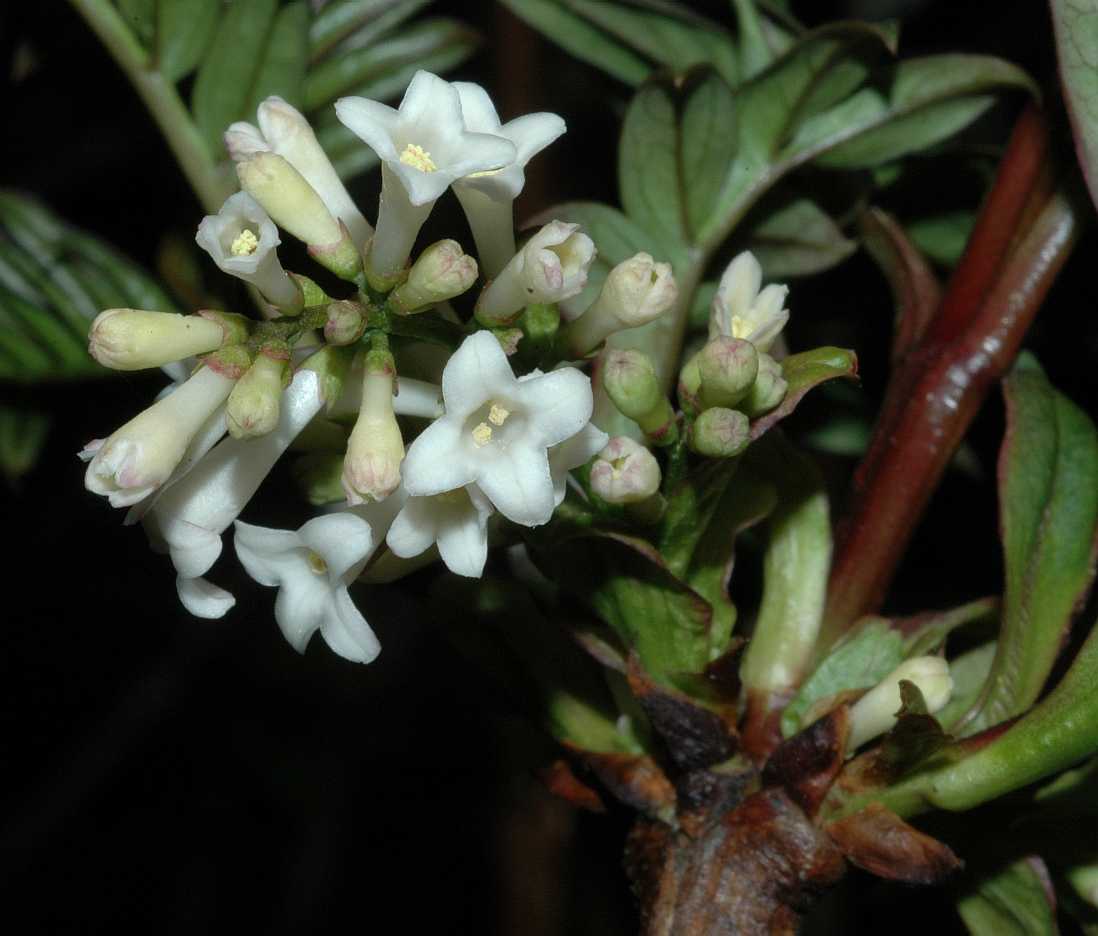 Oleaceae Syringa pinnatifolia