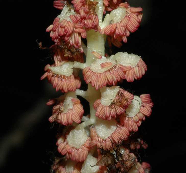 Salicaceae Populus 