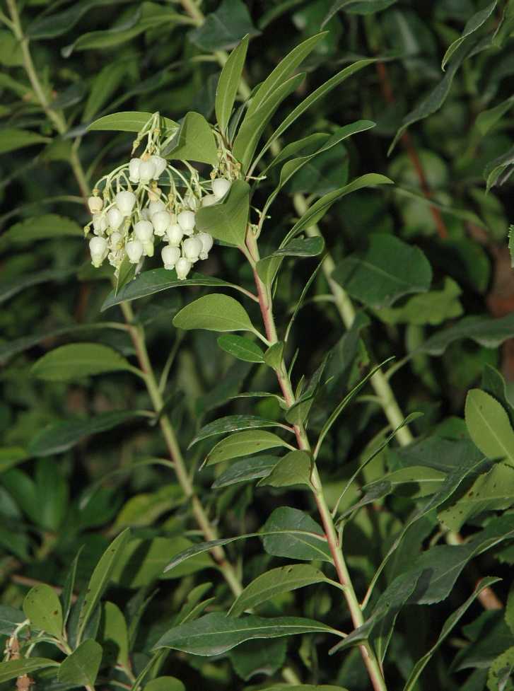 Ericaceae Arbutus unedo
