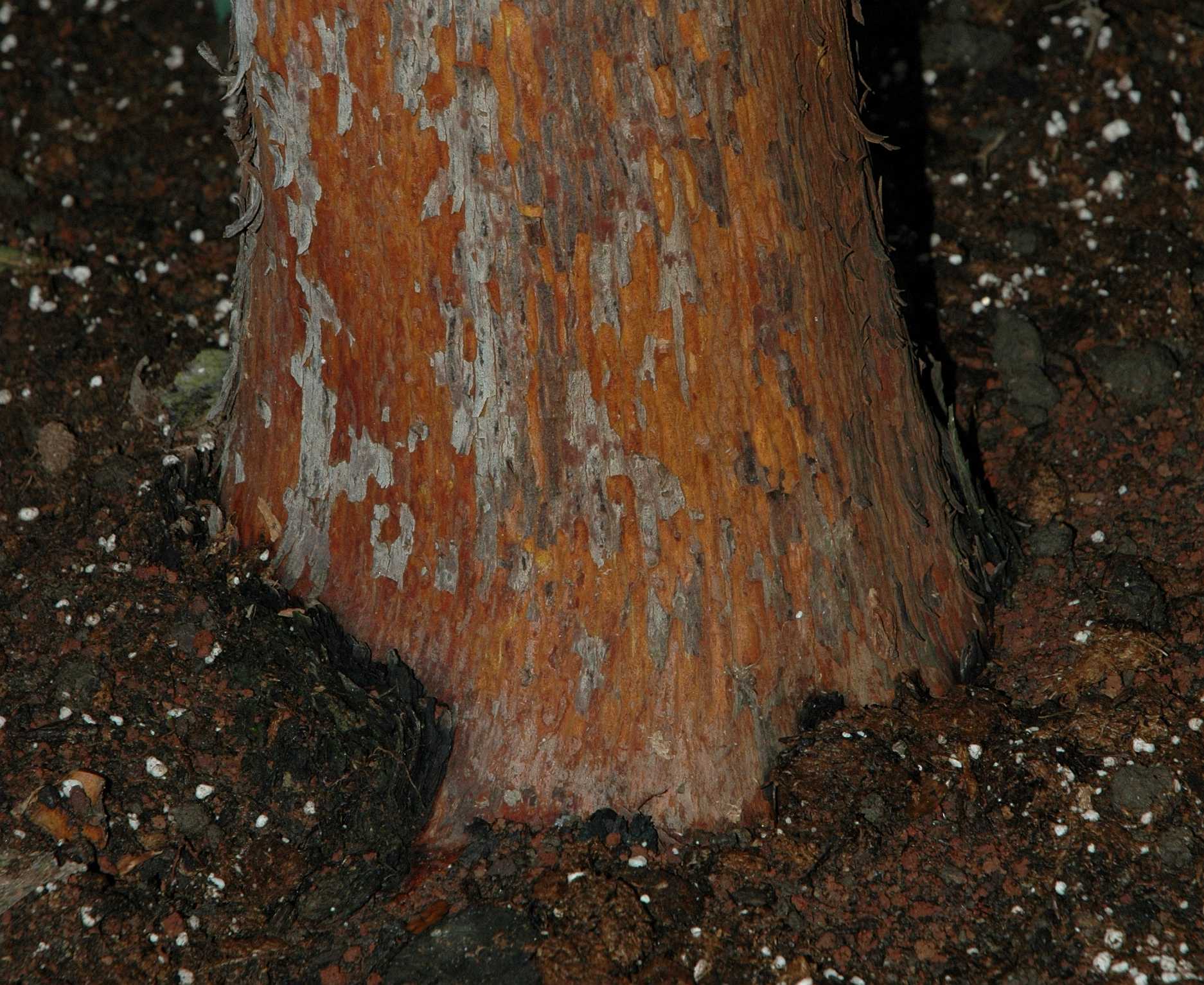 Ericaceae Arbutus unedo