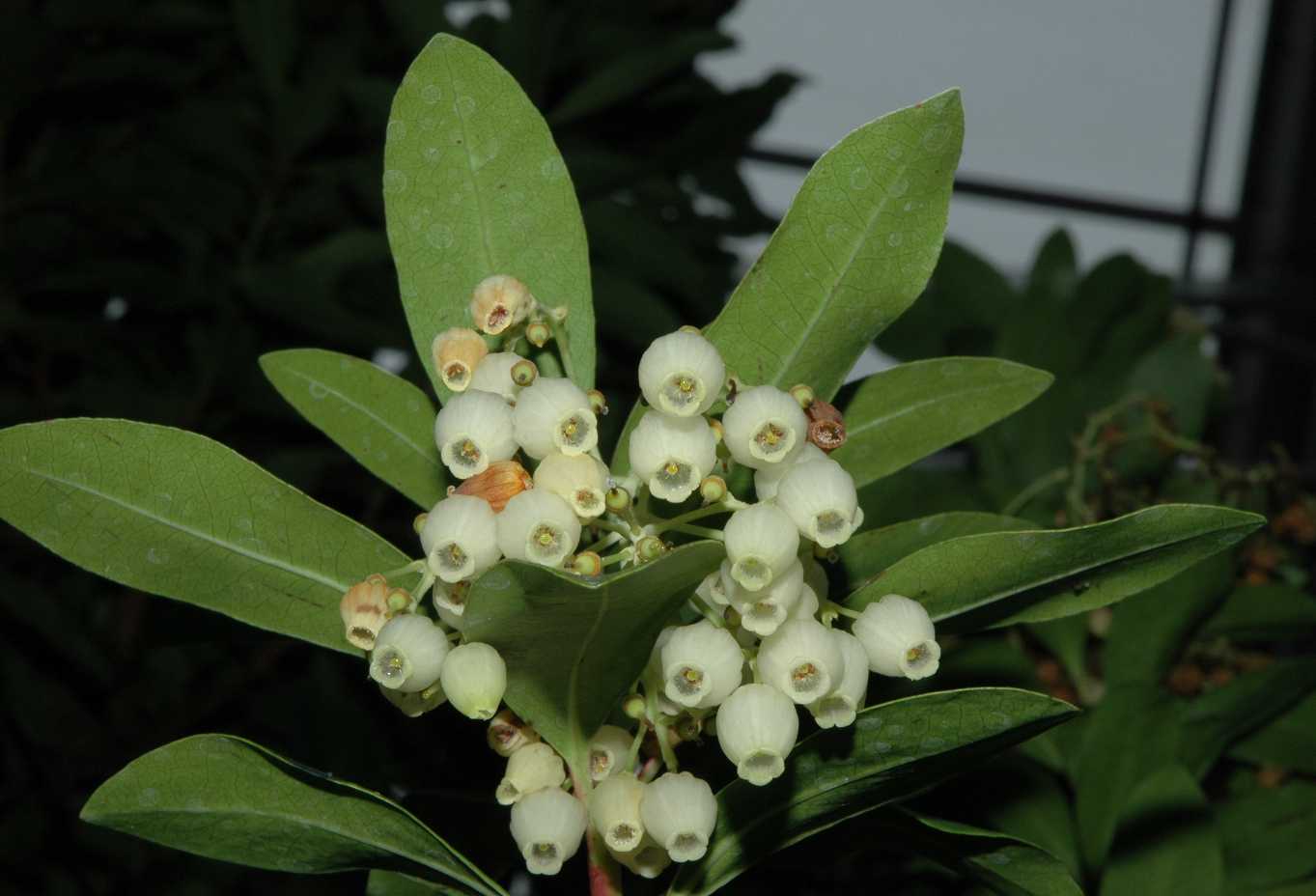 Ericaceae Arbutus unedo