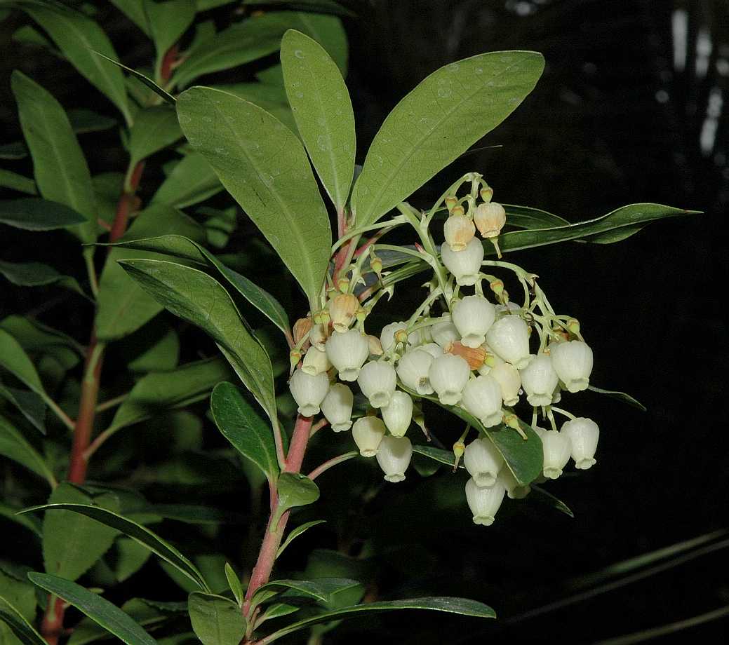 Ericaceae Arbutus unedo