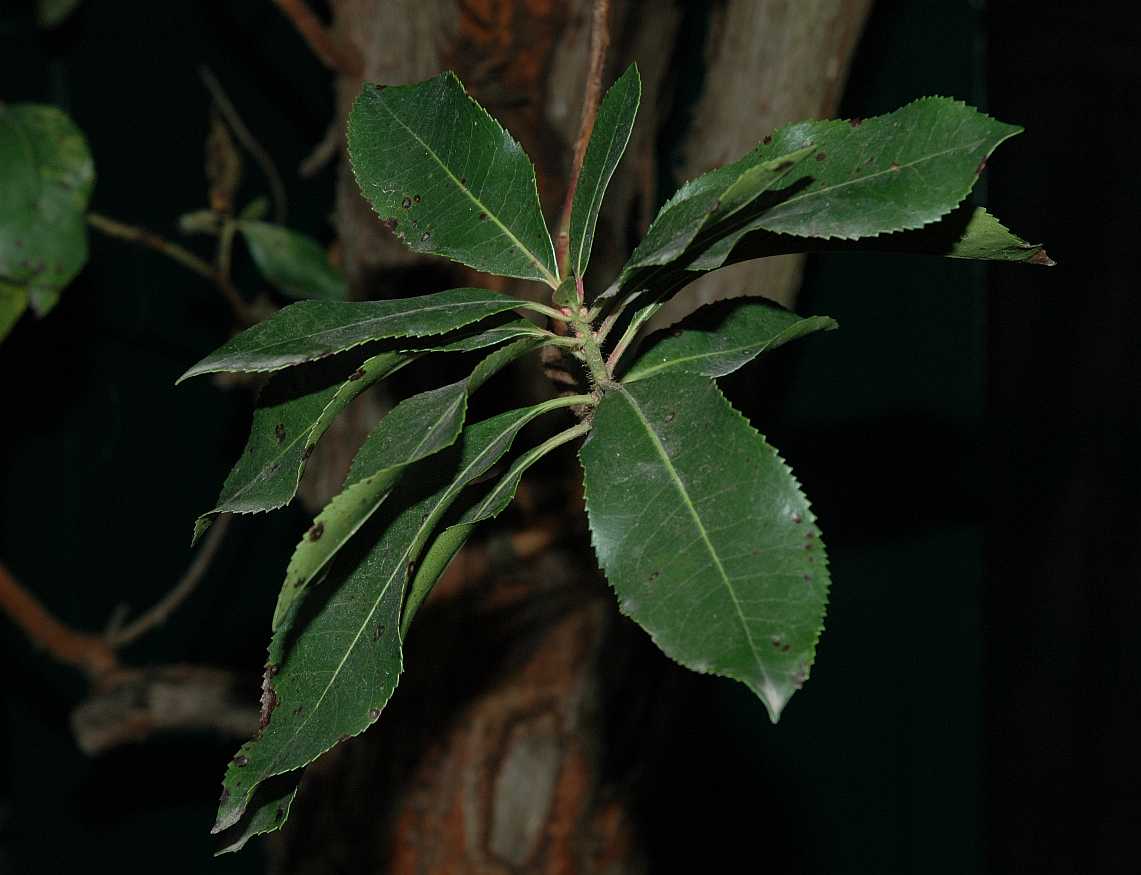 Ericaceae Arbutus unedo