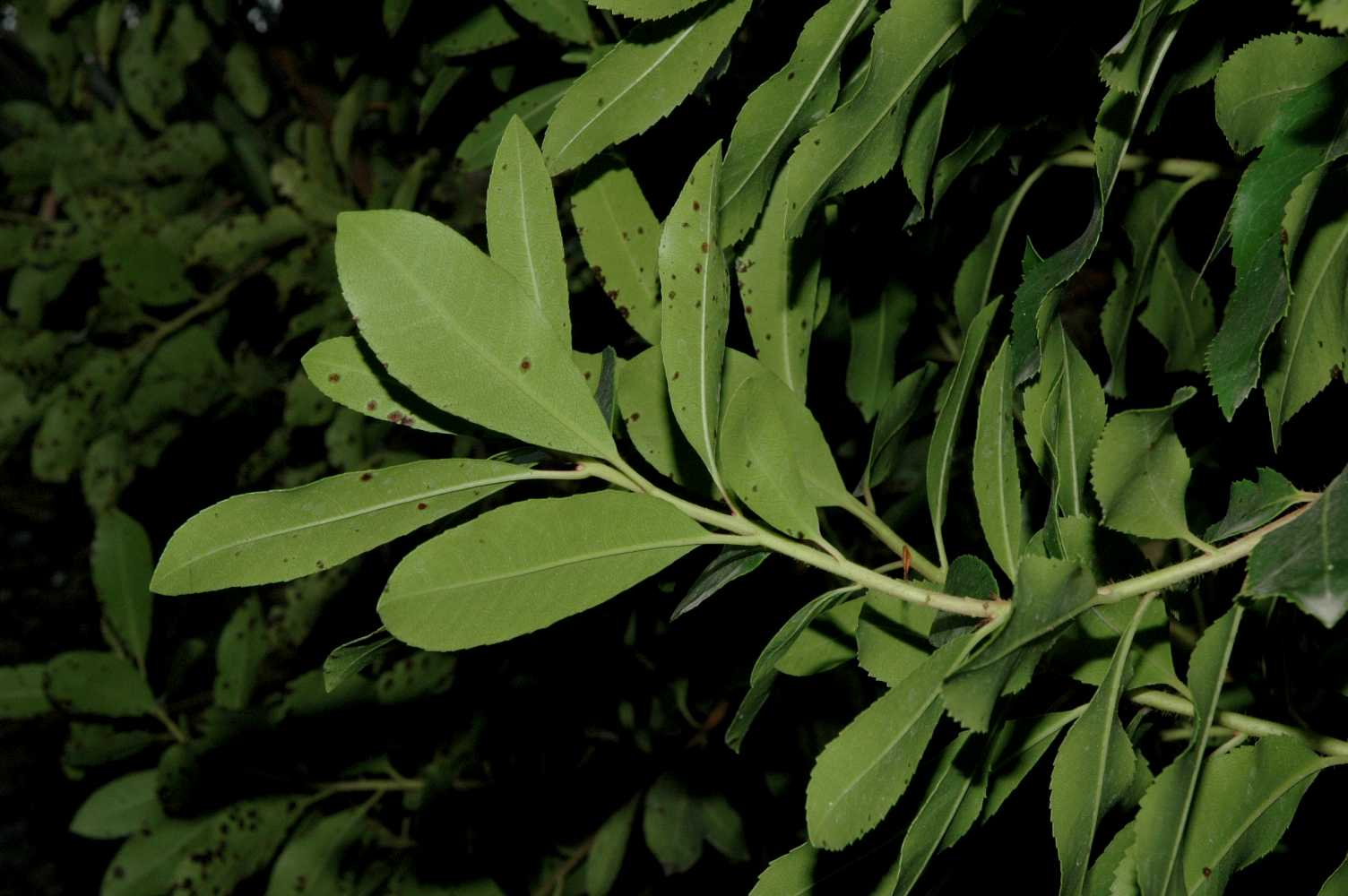 Ericaceae Arbutus unedo