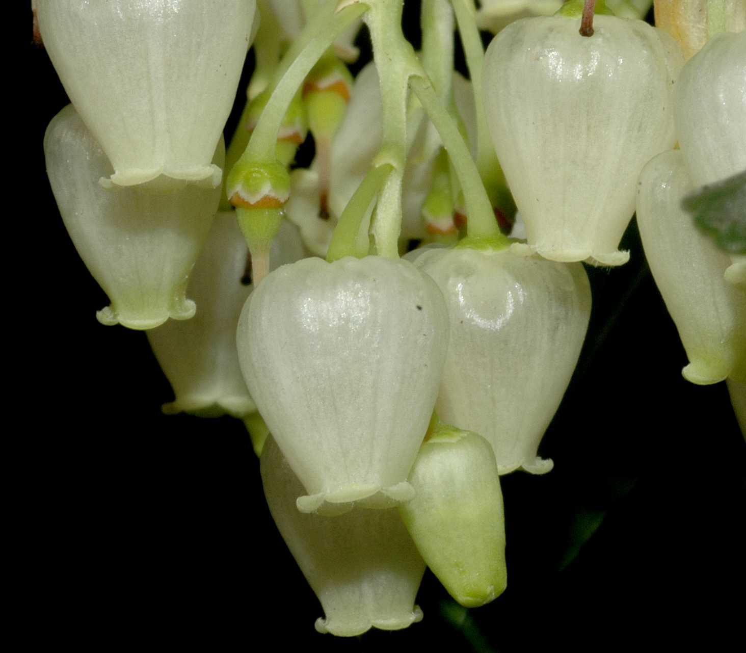 Ericaceae Arbutus unedo