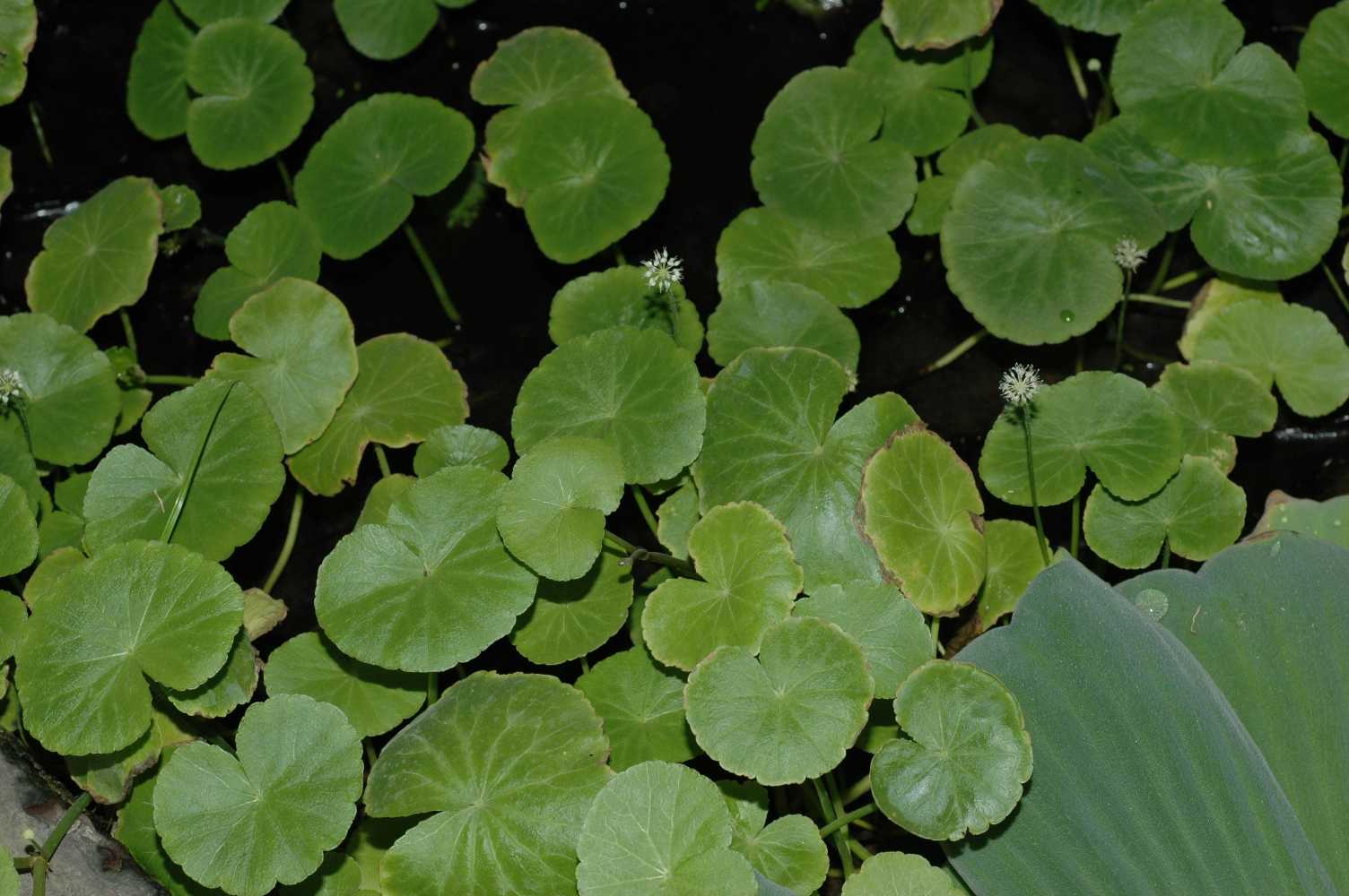 Araliaceae Hydrocotyle leucocephala