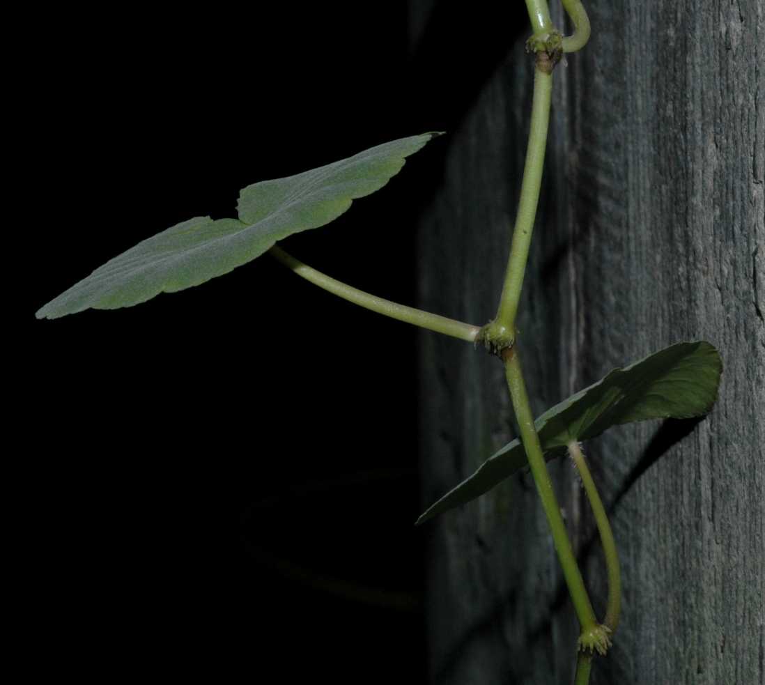 Araliaceae hydrocotyle leucocephala