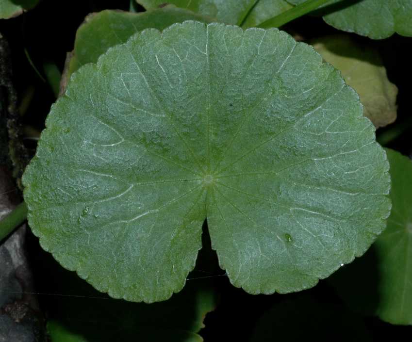 Araliaceae hydrocotyle leucocephala