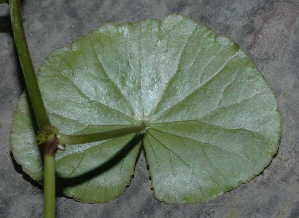 Araliaceae hydrocotyle leucocephala