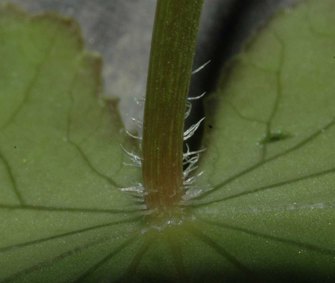 Araliaceae hydrocotyle leucocephala