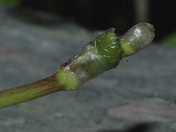 Araliaceae hydrocotyle leucocephala