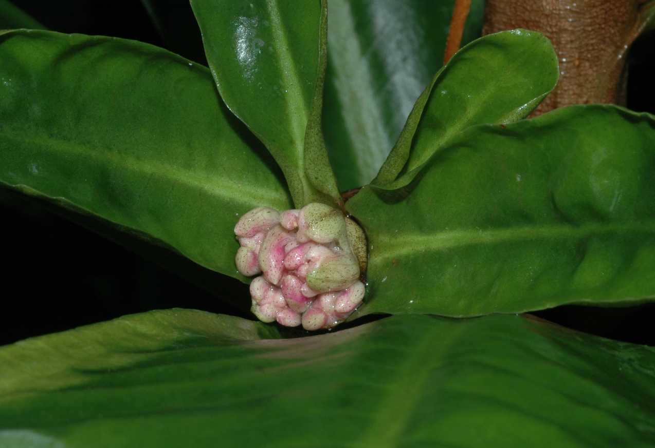 Primulaceae Hymenandra wallichiana