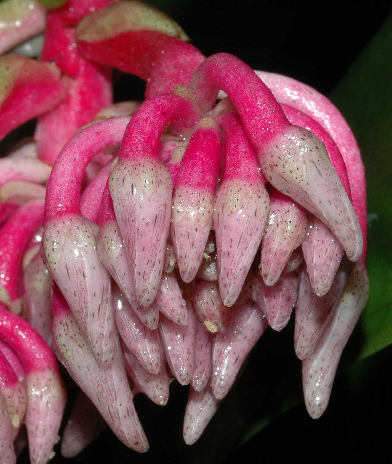 Primulaceae Hymenandra wallichiana