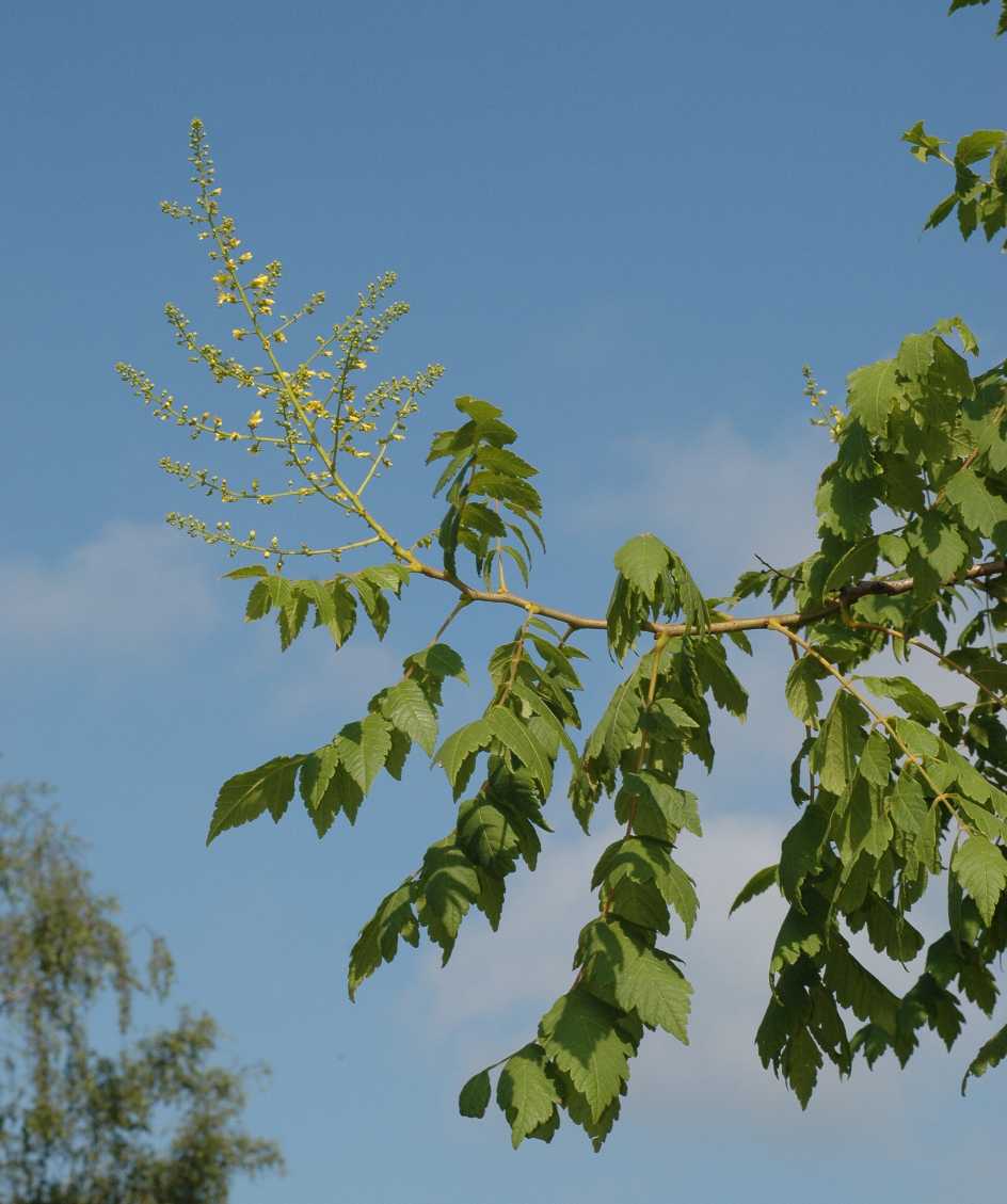 Sapindaceae Koelreuteria paniculata