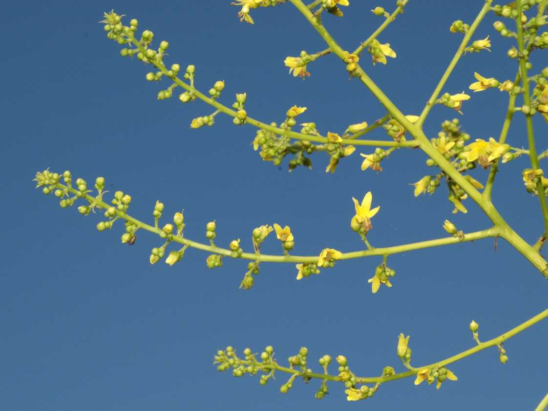 Sapindaceae Koelreuteria paniculata