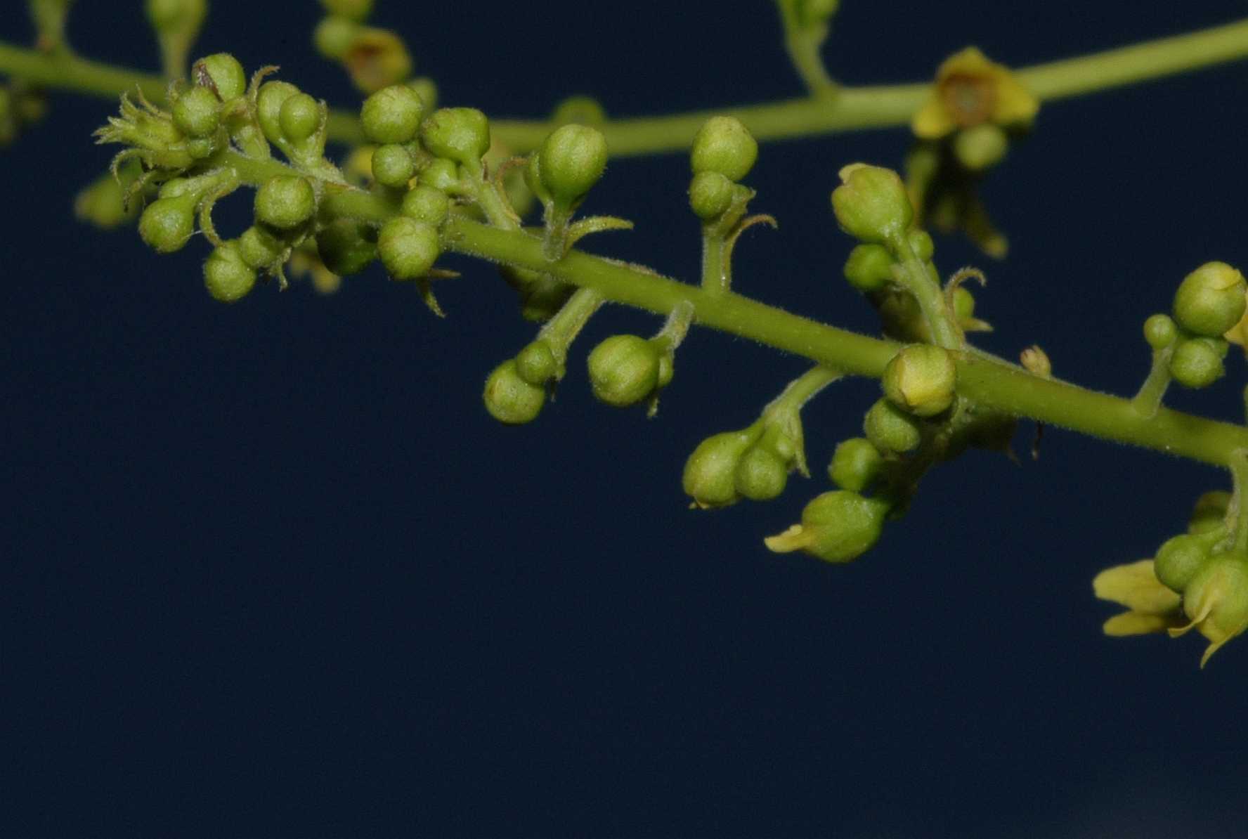 Sapindaceae Koelreuteria paniculata