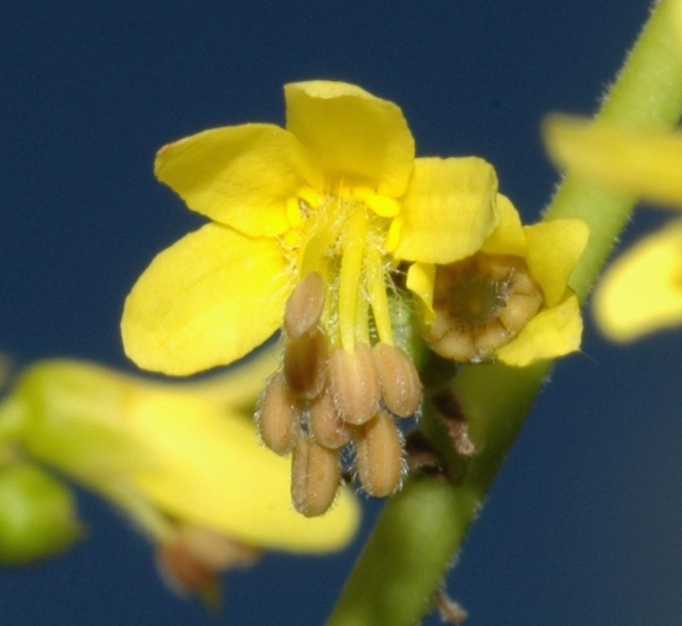 Sapindaceae Koelreuteria paniculata