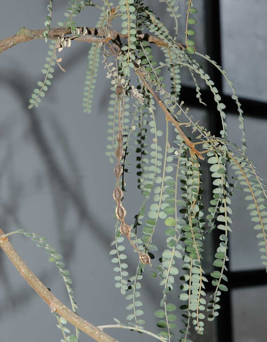 Fabaceae Sophora microphylla