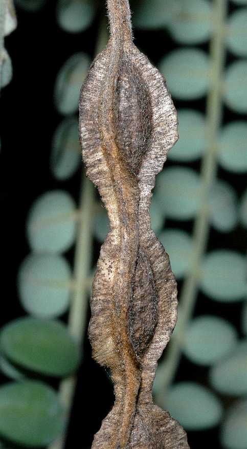 Fabaceae Sophora microphylla