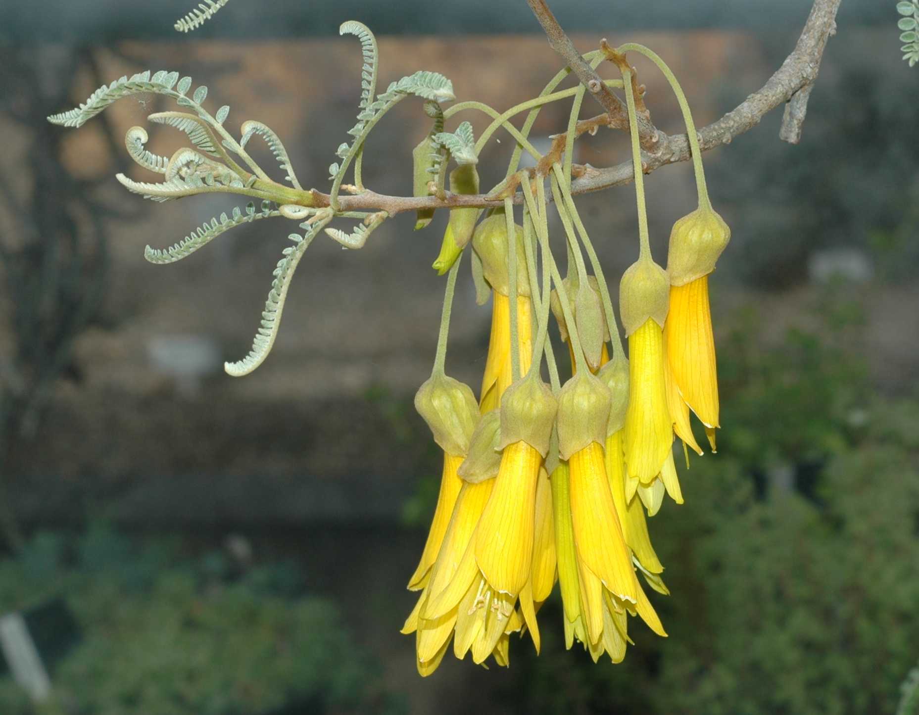 Fabaceae Sophora microphylla