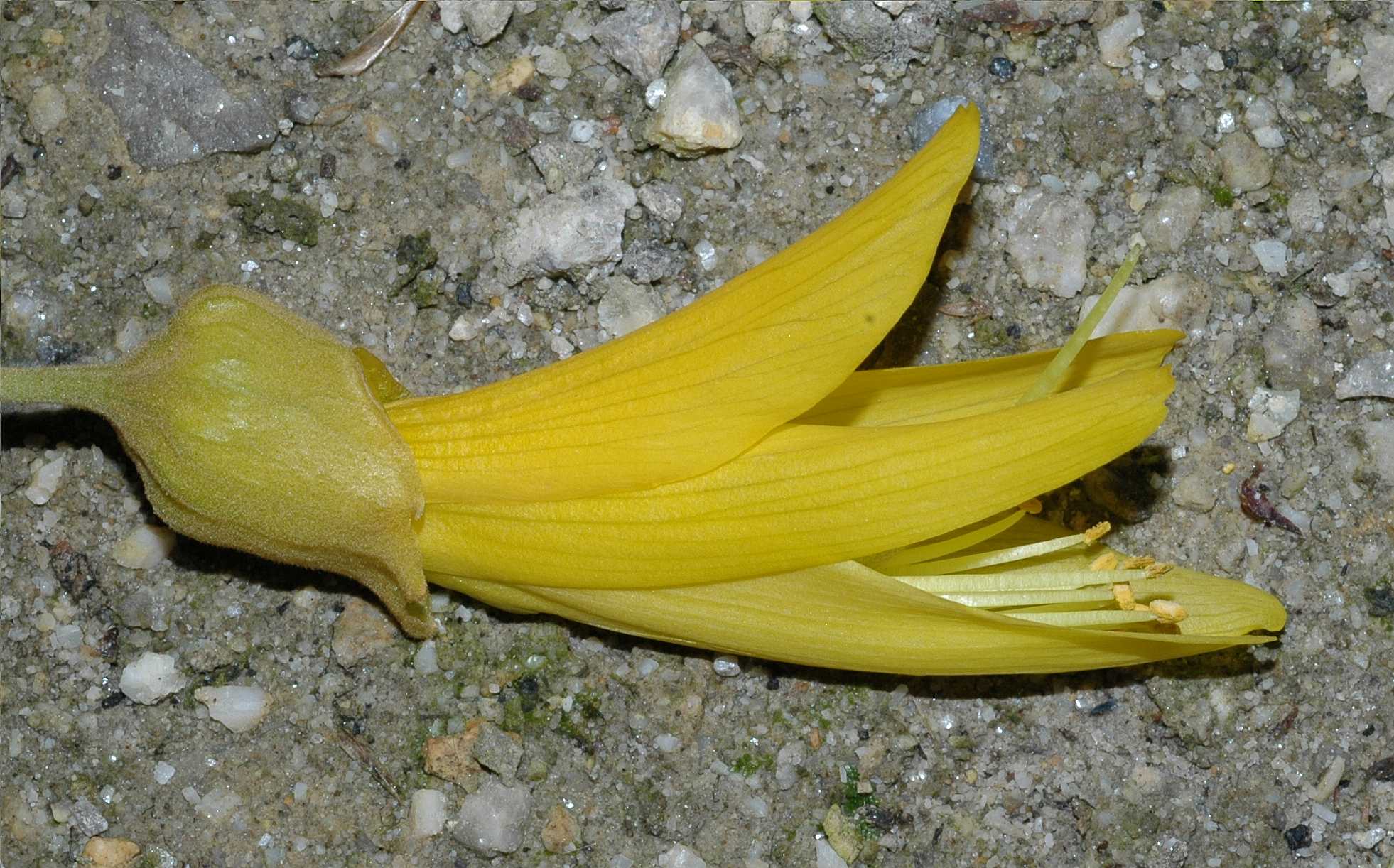 Fabaceae Sophora microphylla