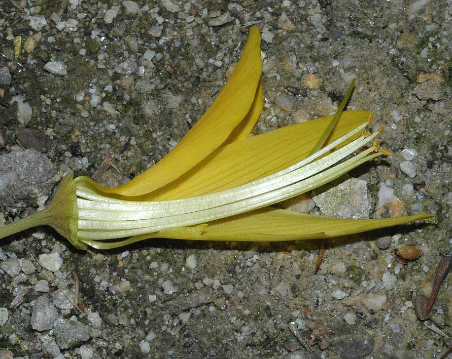 Fabaceae Sophora microphylla