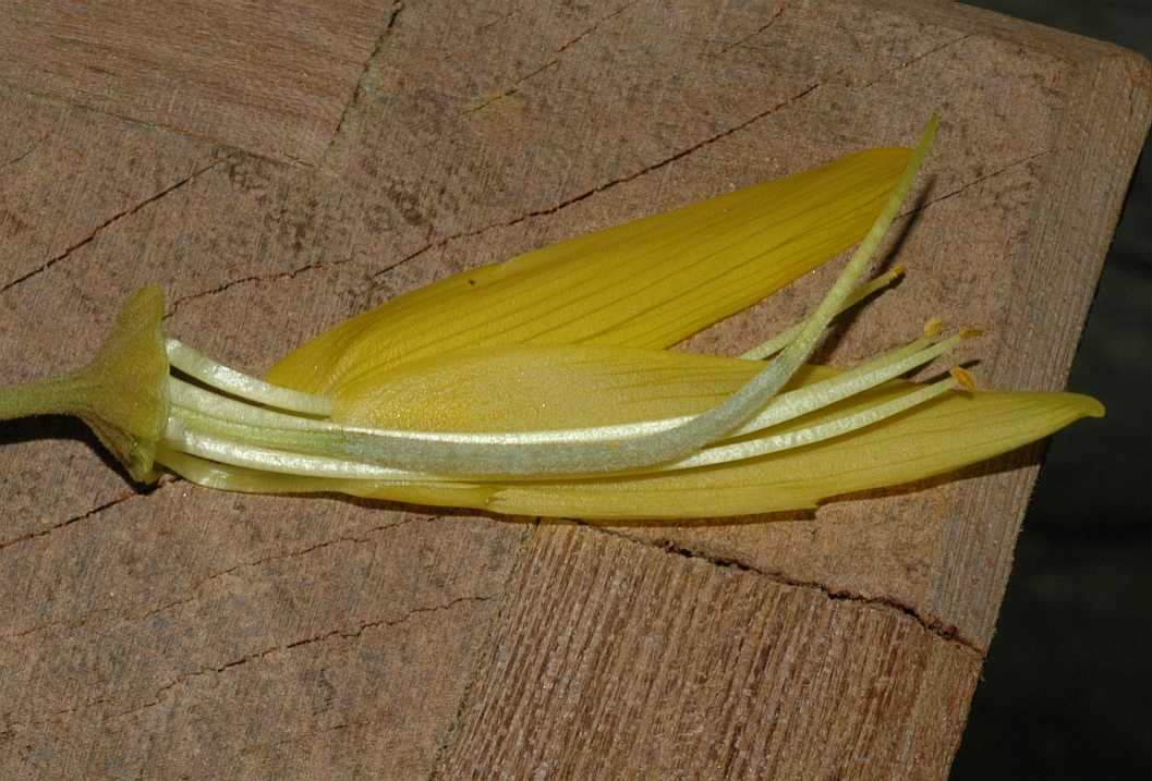 Fabaceae Sophora microphylla