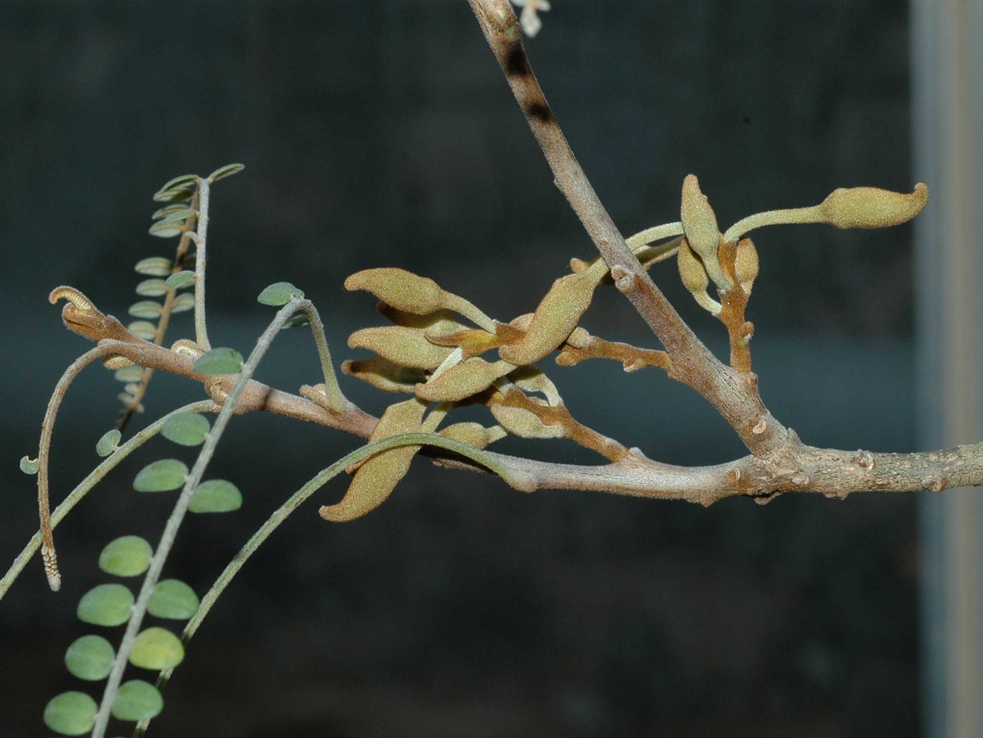 Fabaceae Sophora microphylla