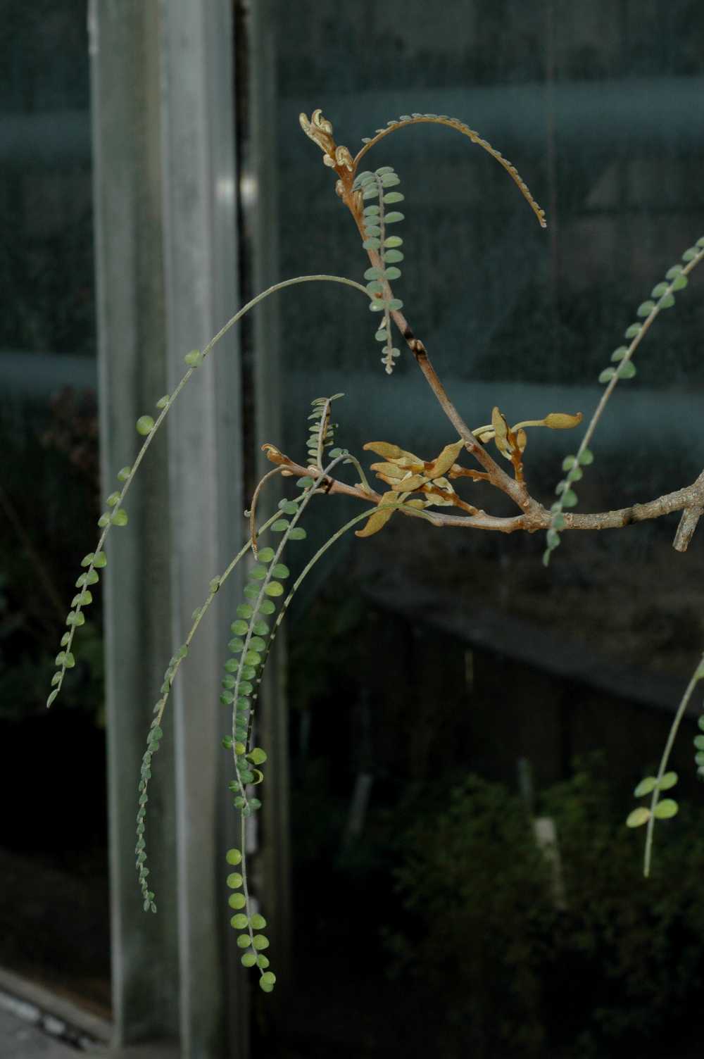 Fabaceae Sophora microphylla