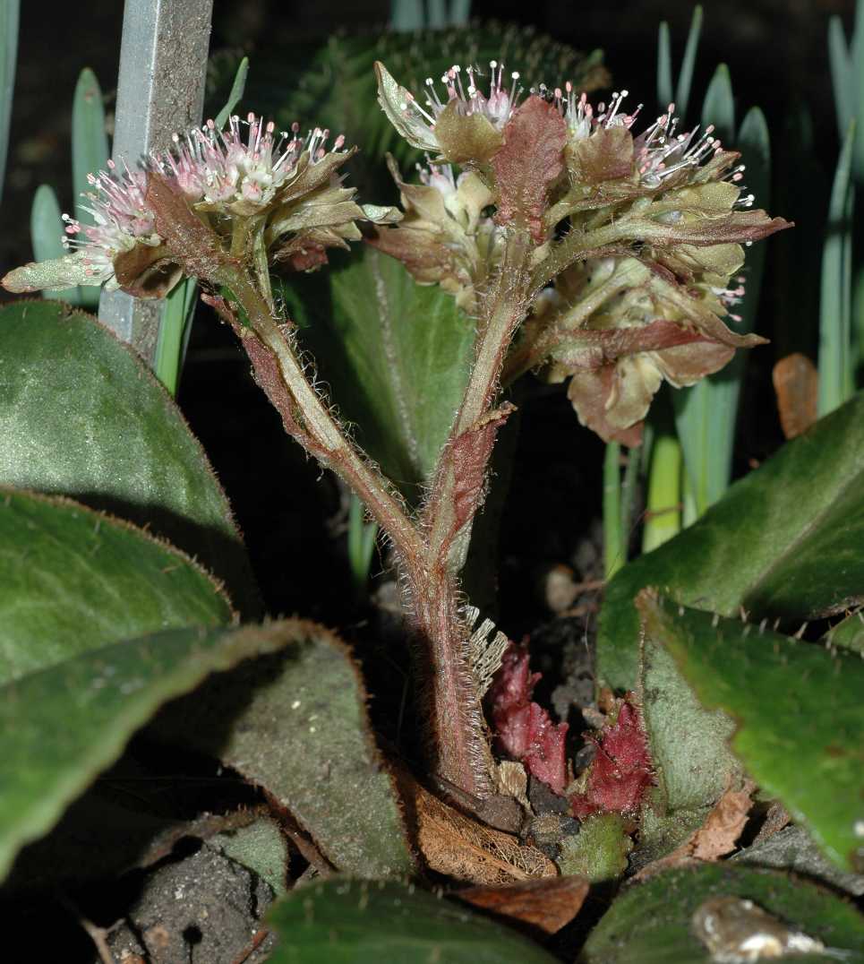 Saxifragaceae Chrysosplenium macrophyllum