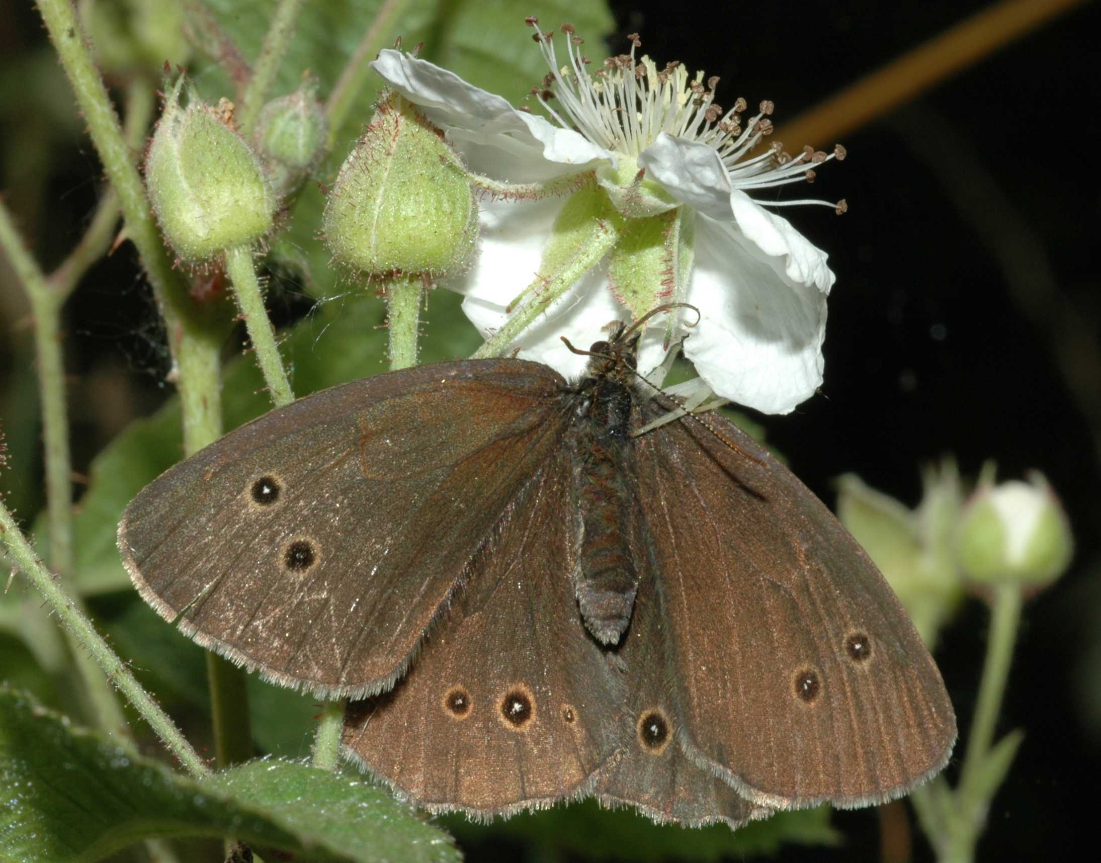 Rosaceae Rubus 