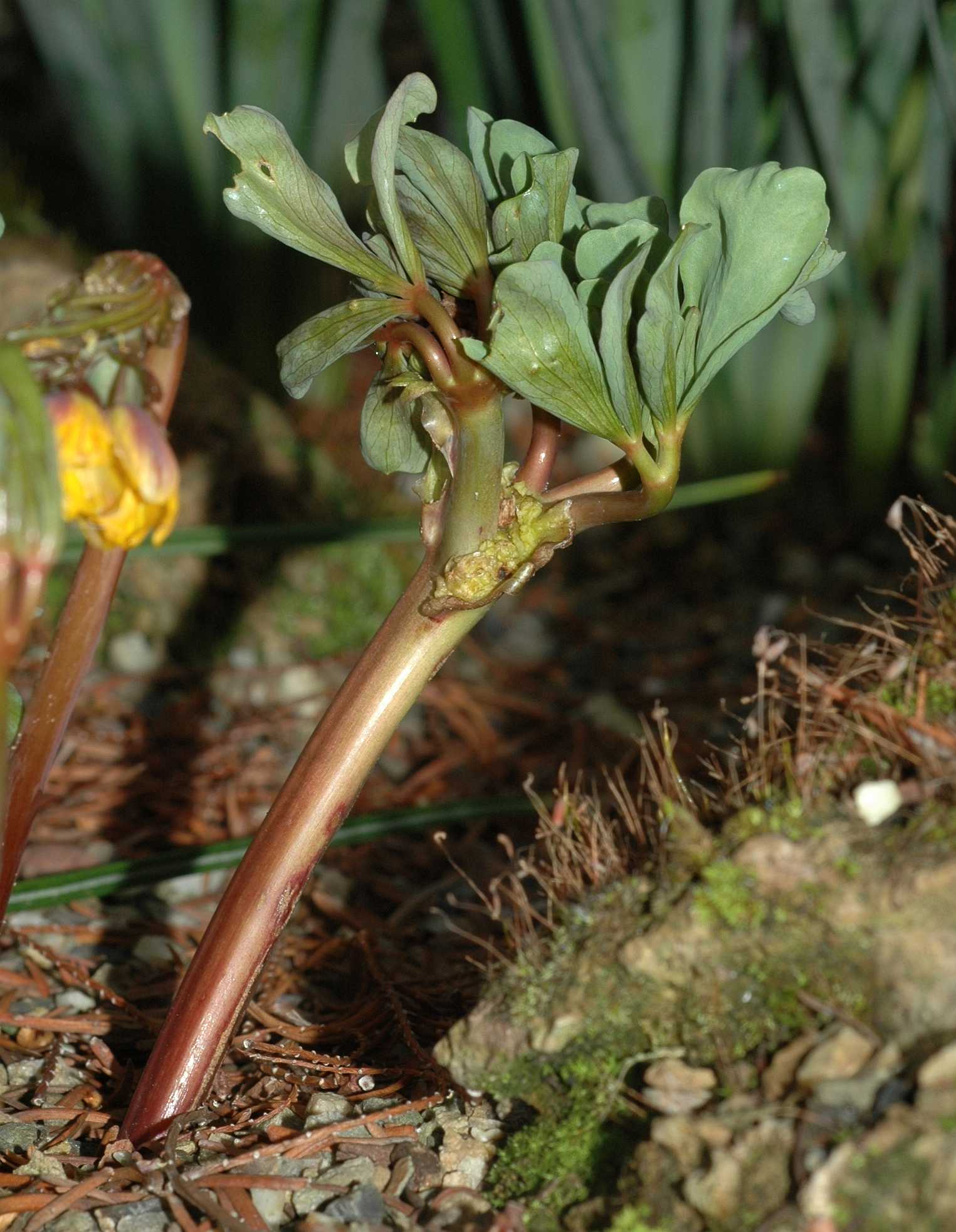 Berberidaceae Gymnospermium albertii