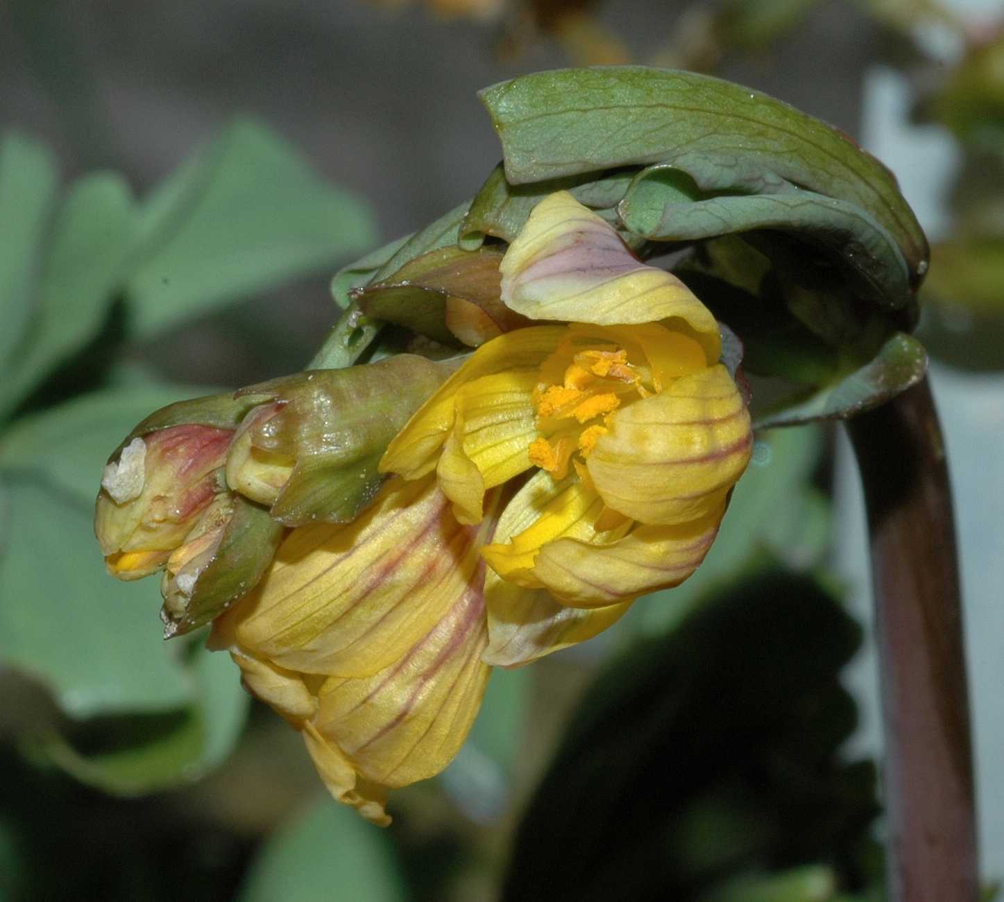 Berberidaceae Gymnospermium albertii