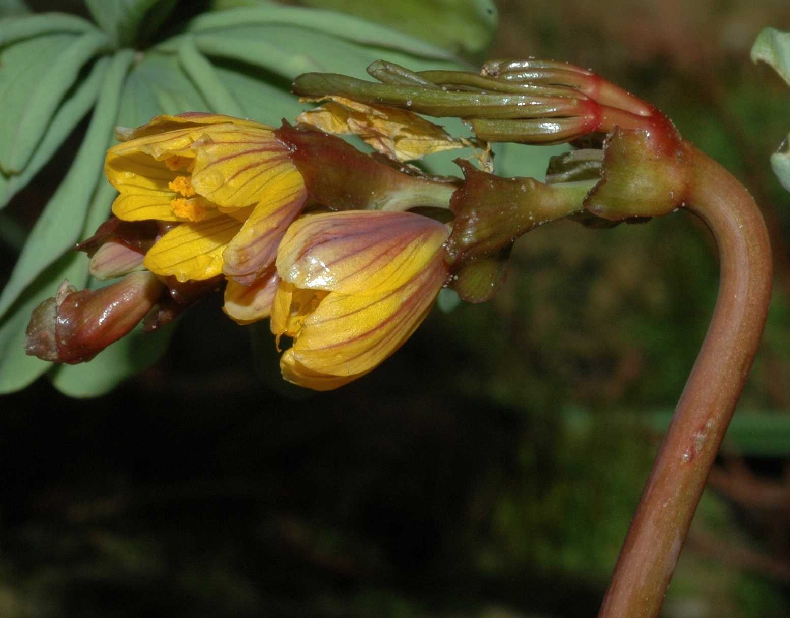 Berberidaceae Gymnospermium albertii