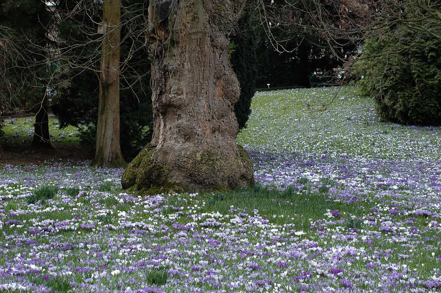 Iridaceae Crocus tomasinianus